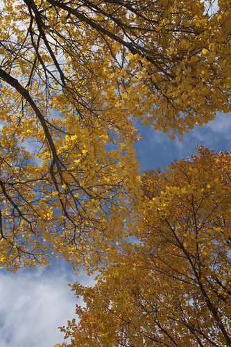 autumn sky tree nature up leaves yellow clouds season branches symmetry diagonal canopy wormseyeview sotc yeg