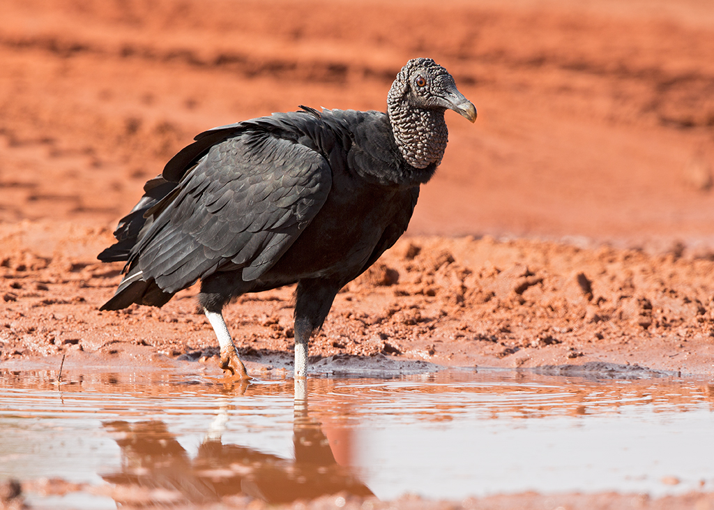 Black Vulture 2014-01-21