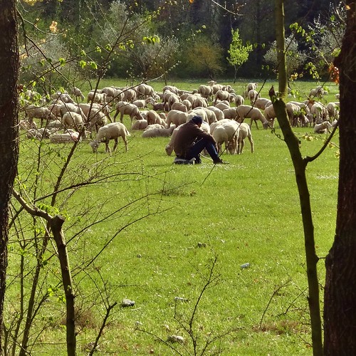 italy square sheep shepherd pastor herd moutons herds carré berger pecore pastore molise isernia ovejas gregge ovini troupeau rebaños armenti archifraisernia francescodevincenzi