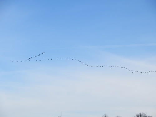 geese iowa