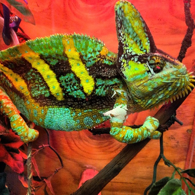 #lizard #chameleon #detroit #green