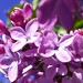 The Lilacs