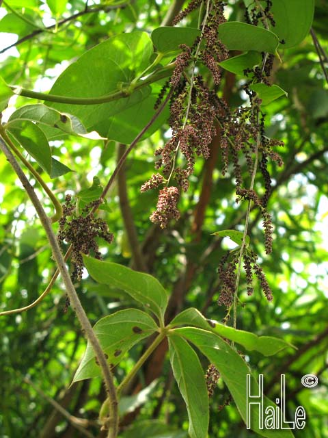 Dioscoreaceae : Họ Củ Nâu, họ Khoai ngọt