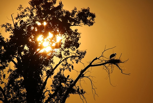 sunset sun tree bird heron arbre oiseau