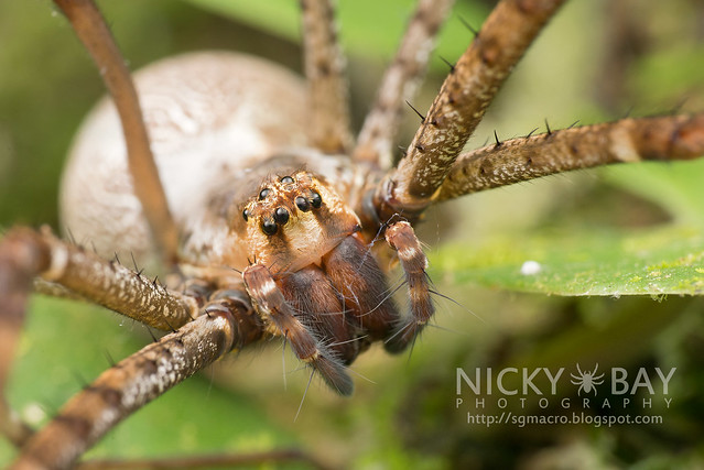 Psechrid Spider (Psechridae) - DSC_4805