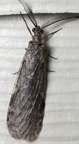 macro 1855mm bigbug reverselens fishfly megaloptera corydalidae notafly