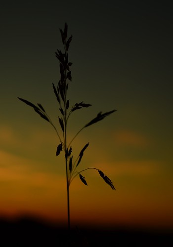 blue light sunset red color green grass silhouette yellow 35mm evening illinois nikon dusk peoria d5100