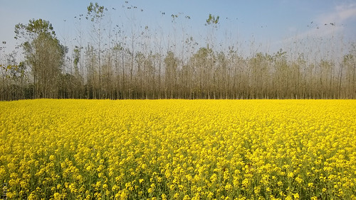 india field mustard newdelhi