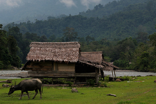 forest canon river indonesia village dslr sulawesi waterbuffalo sungai canon550d balease