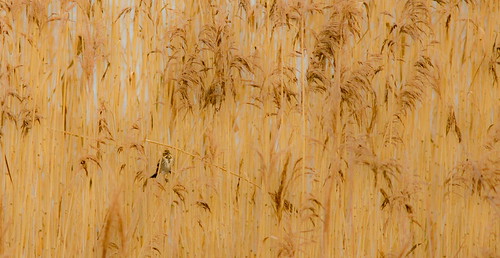 male bird reeds scotland artistic angus wildlife scottish layers loch habitat bunting emberizidae reedbunting commonreedbunting emberizaschoeniclus balgaviesloch