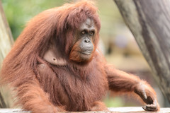 Bornean Orangutan Sitting