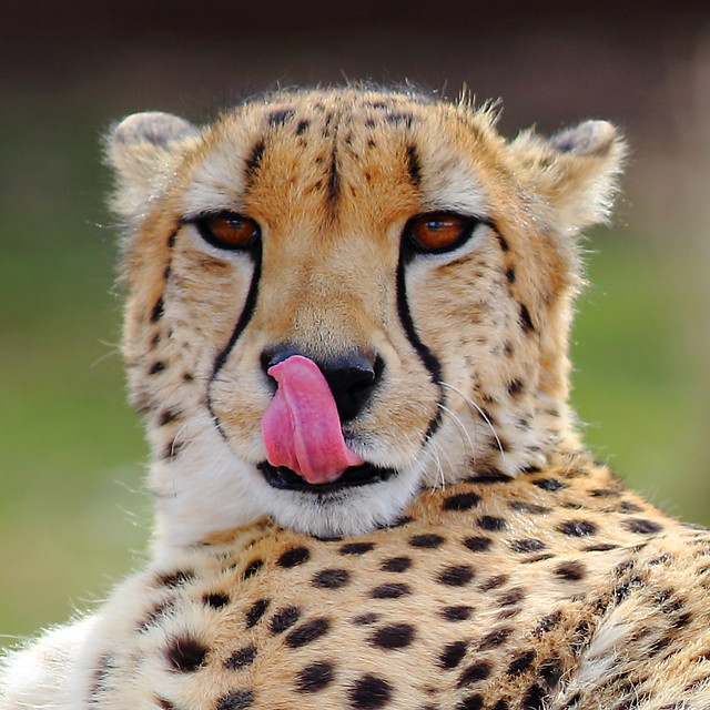 Cheeta's tongue on its nose