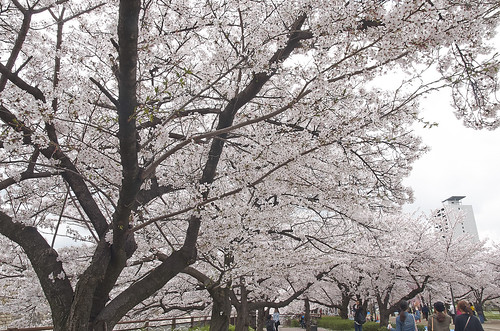 【写真】2014 桜 : 大阪城公園/2021-09-09/IMGP5804