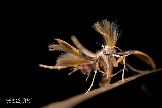 Moth (Lepidoptera) - DSC_8396