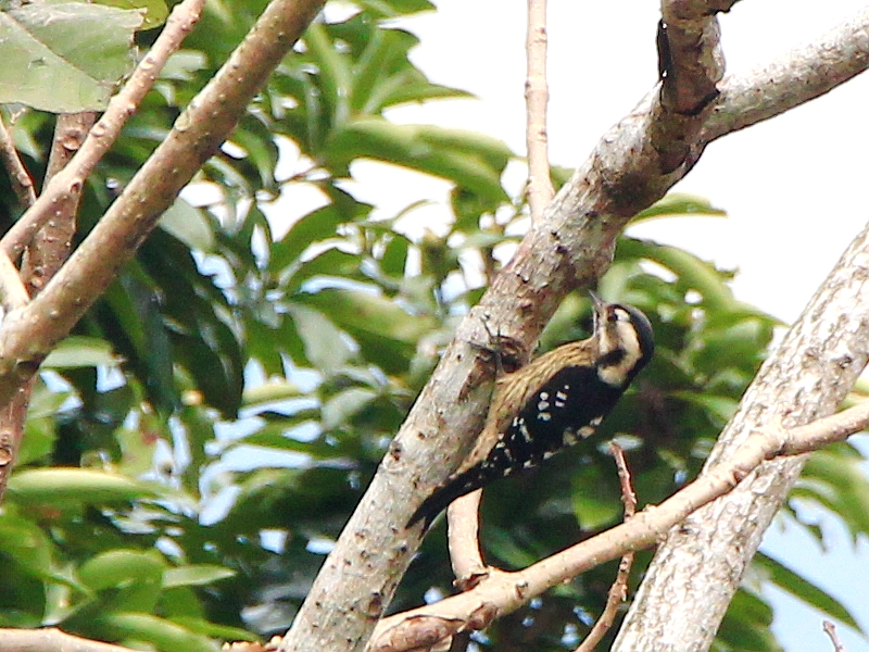 IMG_0316 小啄木 Grey-capped Woodpecker