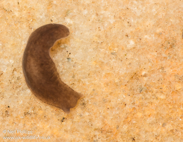 Polycleis felina flatworm