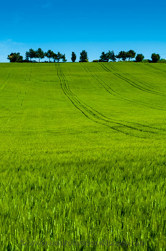 blue sky italy tree green field countryside spring europe afternoon outdoor wheat hill marche senigallia ancona nikond7000