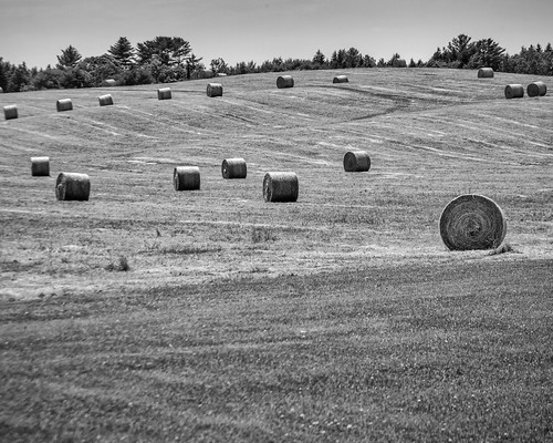 blackandwhite bw field maine brunswick hay bales roundbale