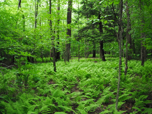 woods ferns