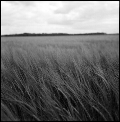 rolleiflex burgundy wheat horizon champs fields 35 bourgogne planar blé ouges