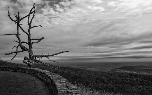 road park old panorama usa tree monochrome stone wall skyline fence landscape dead drive virginia state lookout vista grayscale friday overlook greyscale bwblackandwhite mariannaarmata p2710390