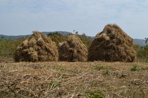 thailand rice farming straw haystack hay agriculture bale chiangrai wiangkaen