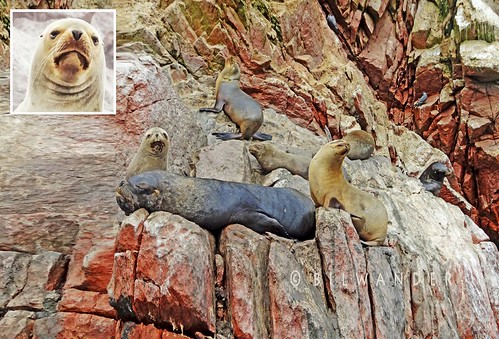 peru ballestas islands islas sea lions female abused travel bilwander ρeru