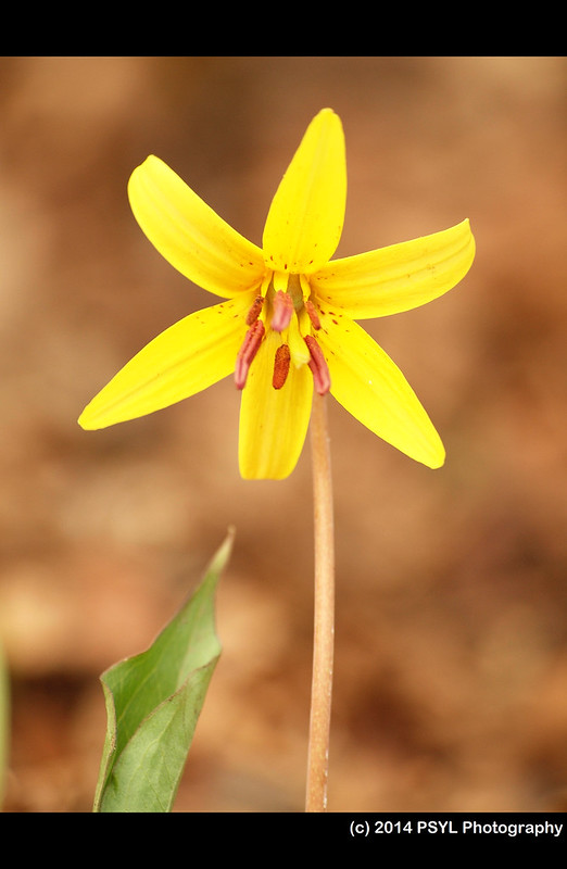 Trout-lily (Erythronium americanum)