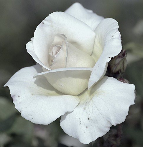 Idroscalo 2013 rosa bianca