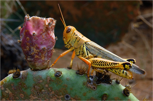cactus newcastle grasshopper pricklypear