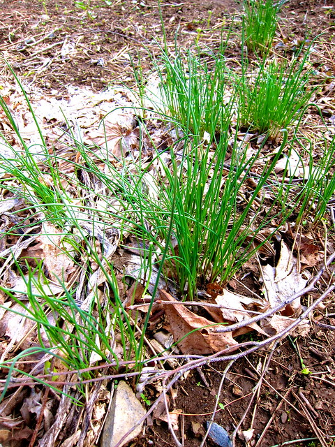 5.5.15 Wild Garlic — Allium vineale