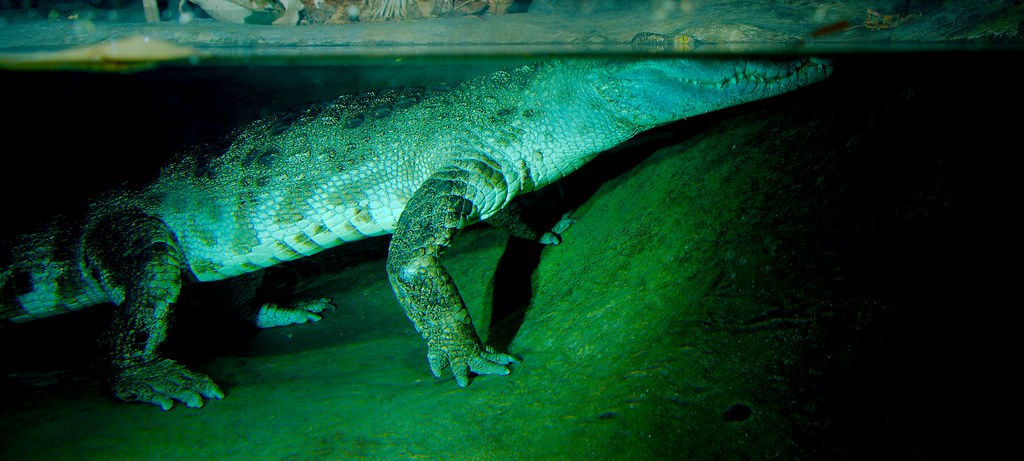 Siamese Crocodile (Crocodylus siamensis)_6