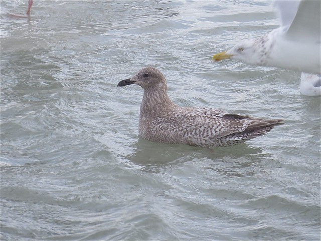 Thayer's Gull (1st Cycle) at North Point Marina in Lake County, IL 05