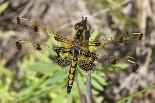 odonata libellulidae anisoptera