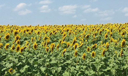 flowers yellow mobile nc bees northcarolina raleigh bee sunflowers sunflower greenway iphone neuseriver sunflowerfield