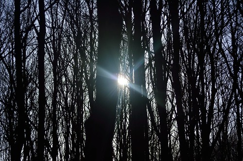 light shadow sun holland tree licht nikon boom schaduw zon drenthe emmen 55200mm f456 d5200