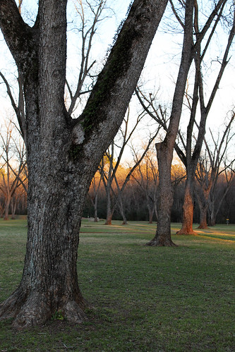 park sunset moss dusk row nacogdoches leadinglines