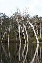 Dead Trees  reflecting in lake - Margaret River, WA.