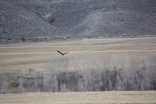outdoors eagle flight bald wyoming