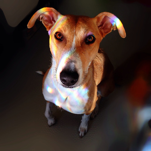 Rainbow Dog. Lurcher.