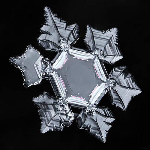 snowflake winter snow ice nature water frozen crystal flake fractal mpe focusstacking