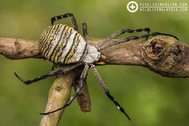 A gravid Oval St. Andrew Cross Spider- Argiope aemula ♀