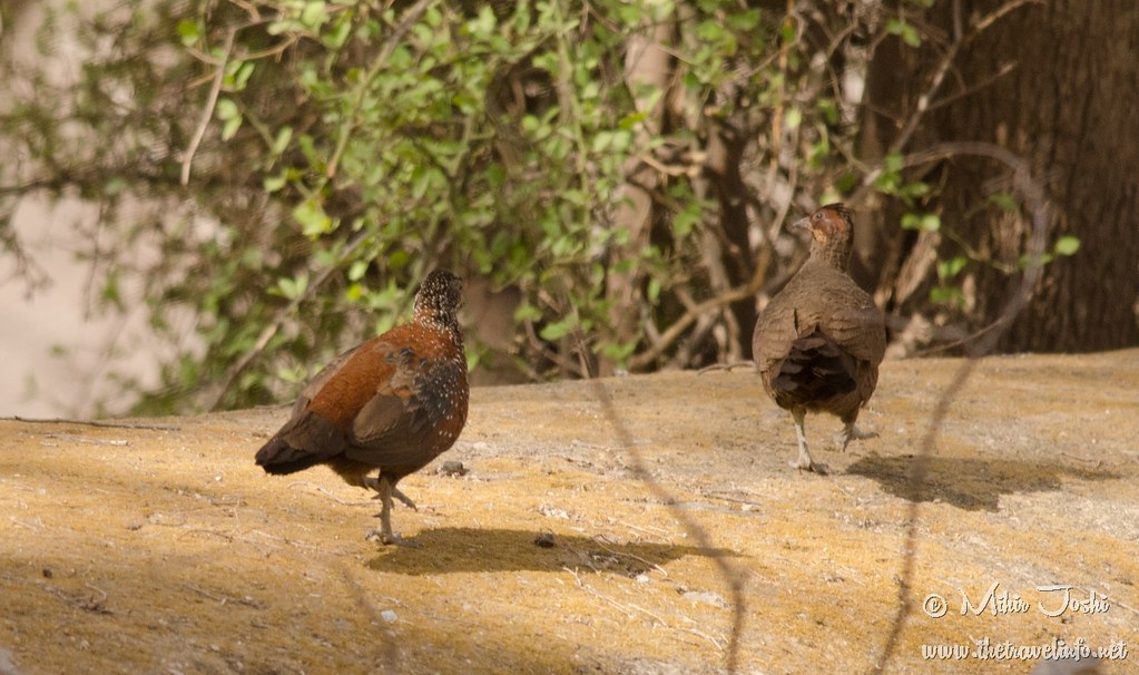 Painted Spurfowl