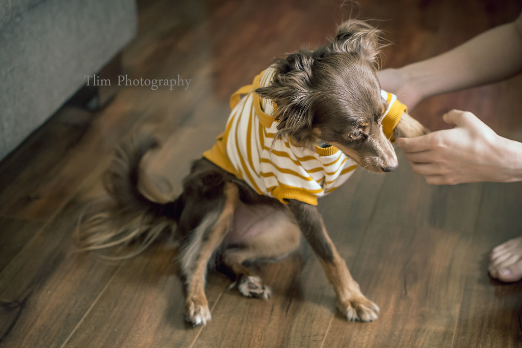 Biscuit getting dressed | Sigma 50mm f1.4 | Terence Lim | Flickr