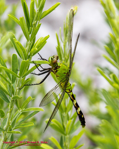 insect geotagged unitedstates dragonfly kentucky wildlife rockcastle easternpondhawk eddyville sigma18200mmf3563osdc canon7d landbetweenthelakesnationalrecreationarea geo:lat=3690883850 geo:lon=8802548950