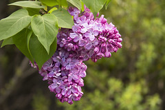 common lilac