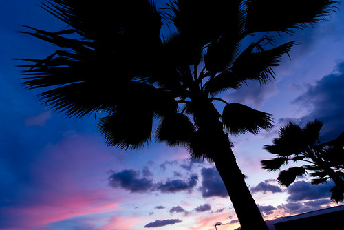 sunset tree silhouette hawaii islands harbor unitedstates pacific oahu palm pearl honolulu fordisland