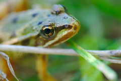 Frog from the Dombes - Photo of Saint-Paul-de-Varax