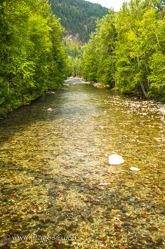 canada landscapes 2006 fisch landschaft tier categories kanada umwelt fische shuswap nordamerika suesswasser wildling britischkolumbien adamriver lachsauftrieb