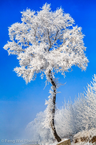 china travel winter snow cold color tree tourism ice nature beautiful beauty vertical season landscape scenery colorful asia alone view outdoor scenic tourist stunning vista chilly lonely elegant breathtaking elegance jilin wusong wusongisland wusongdao
